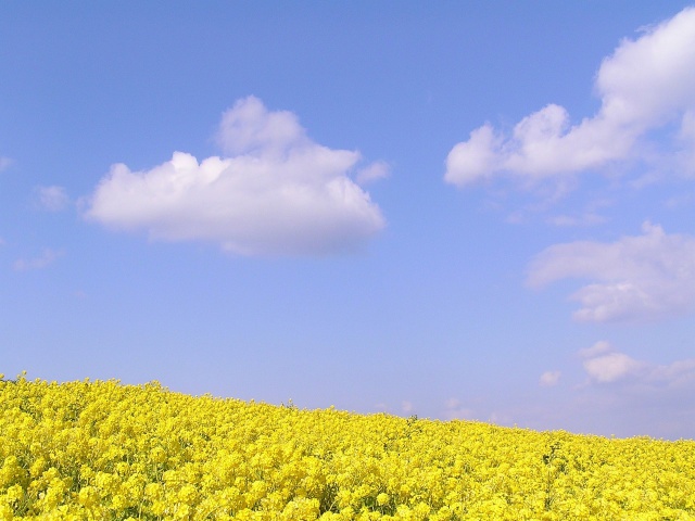 春の心ひろがる菜の花畑