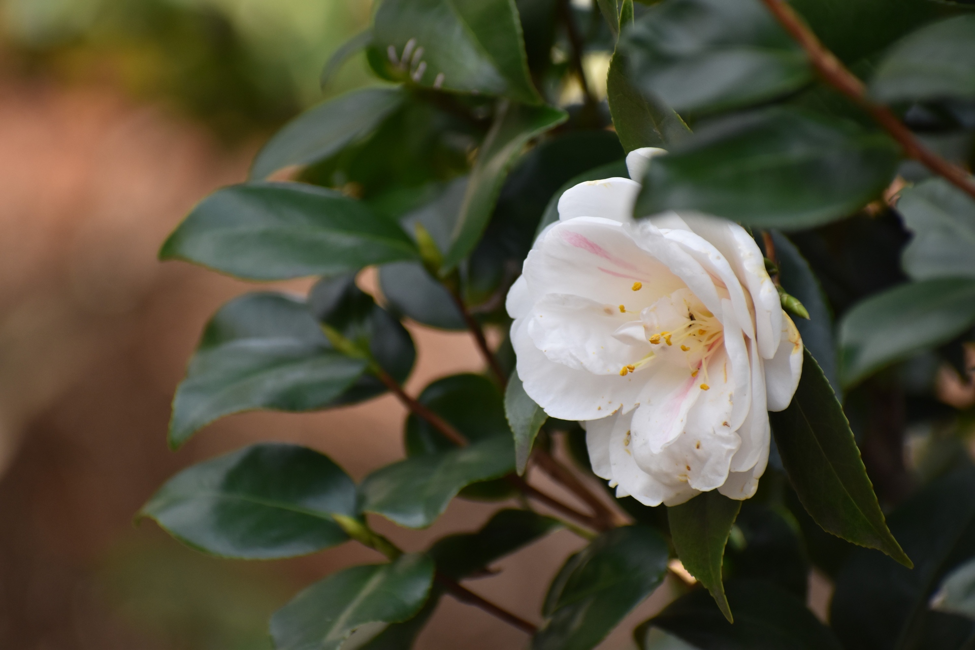 花 植物 白い椿 壁紙19x1280 壁紙館