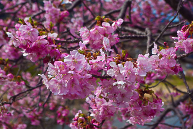 早春の煌めき 河津桜