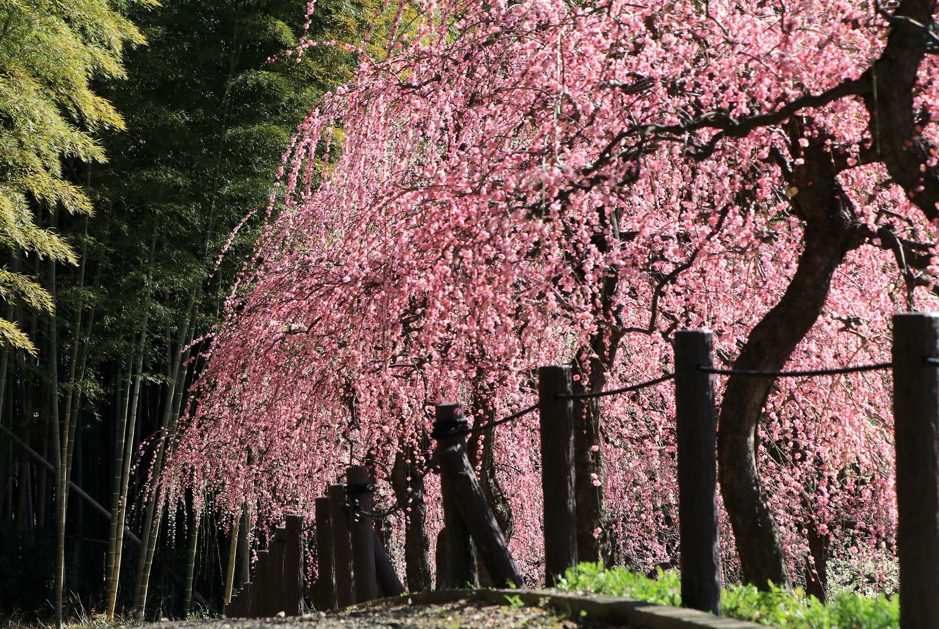 日本の風景 しだれ梅の春 壁紙19x1287 壁紙館