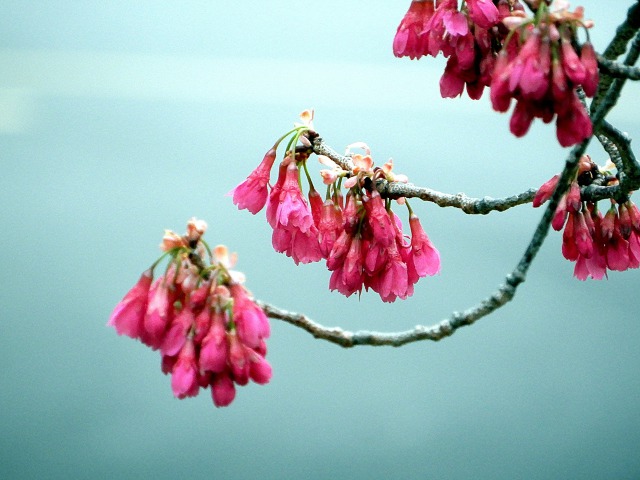 日比谷公園の寒非桜が満開