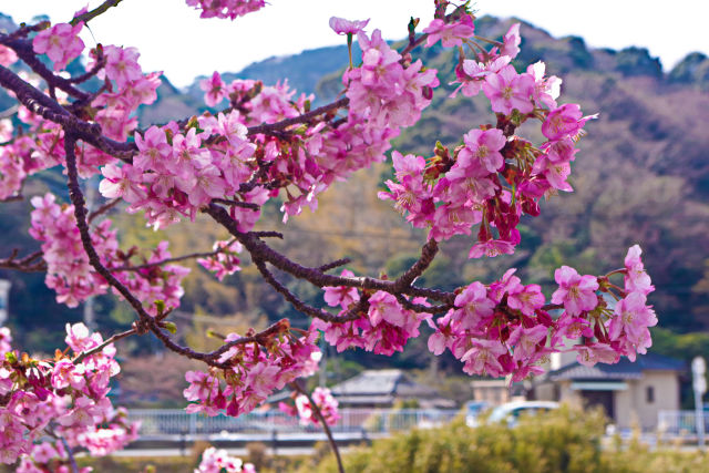 伊豆の山里を彩る河津桜