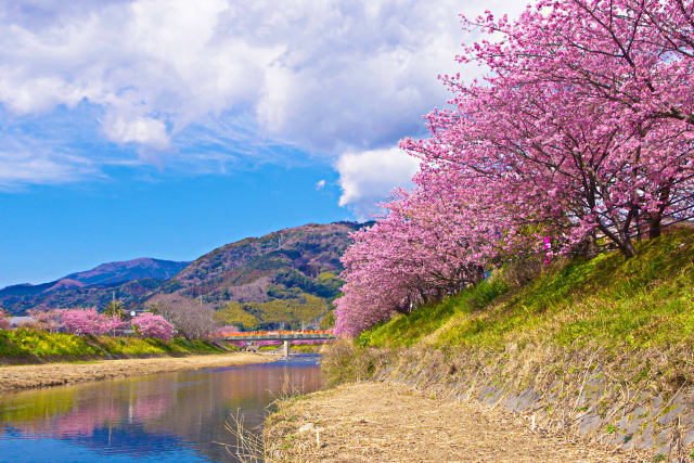 河津の桜並木