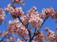 福成寺の讃岐案桜