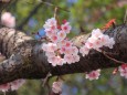 讃岐寒桜