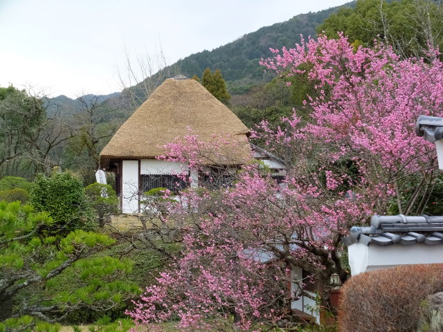 金立公園の春景色