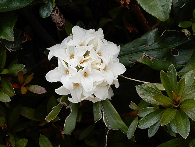 家の沈丁花が開花しました