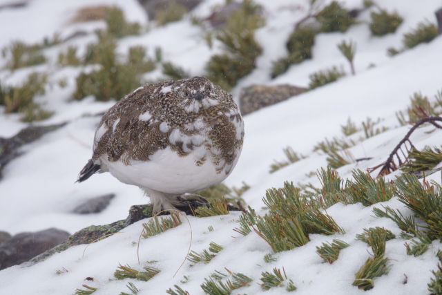 常念岳のチビ雷鳥3