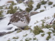 常念岳のチビ雷鳥3