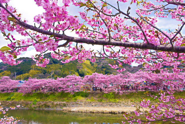 満開の桜並木