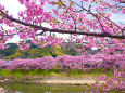 満開の桜並木