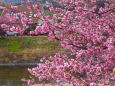 水辺の河津桜