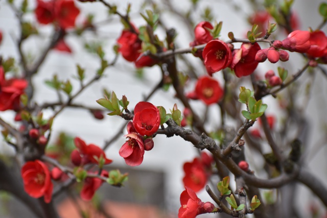 満開のボケの花