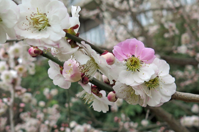 散歩道の花 1803-9-1