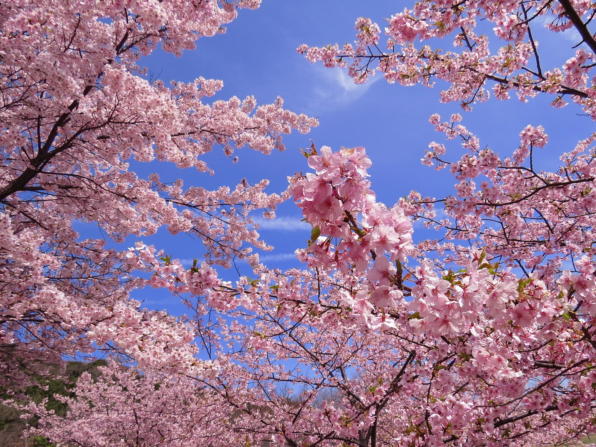 日本の風景 淡路島の河津桜が満開の頃に 壁紙19x1440 壁紙館