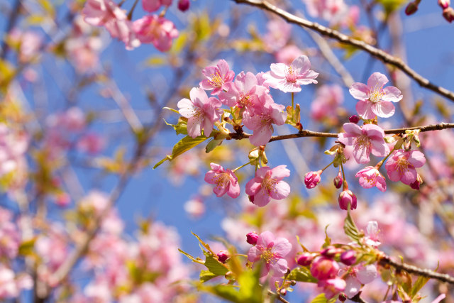 寒桜