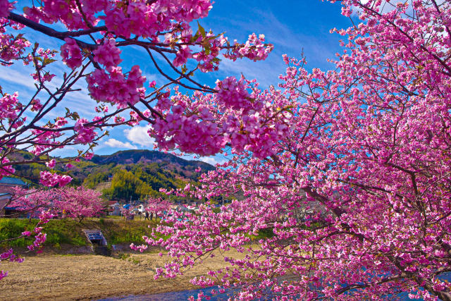 早春の彩り 河津桜