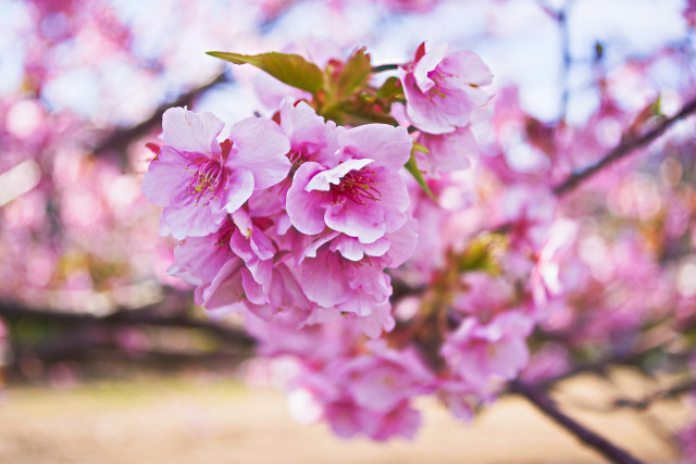 河津桜