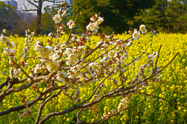 菜の花と梅の花