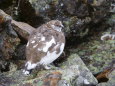 常念岳の雄雷鳥