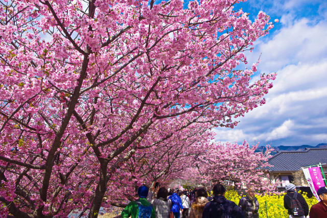 河津の桜並木