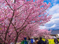 河津の桜並木