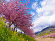 桜並木と菜の花