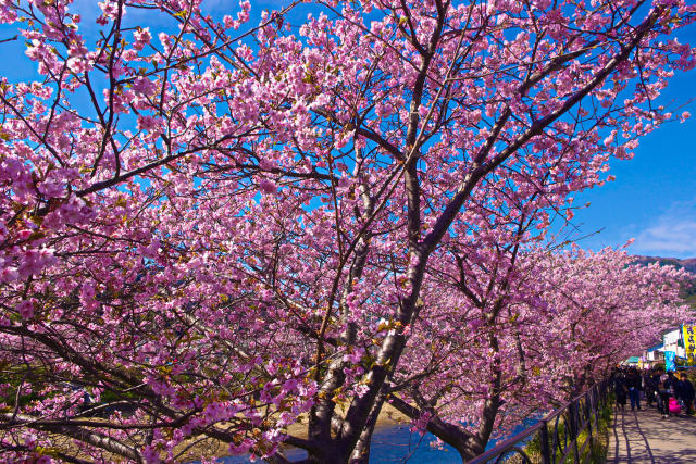 水辺の桜並木