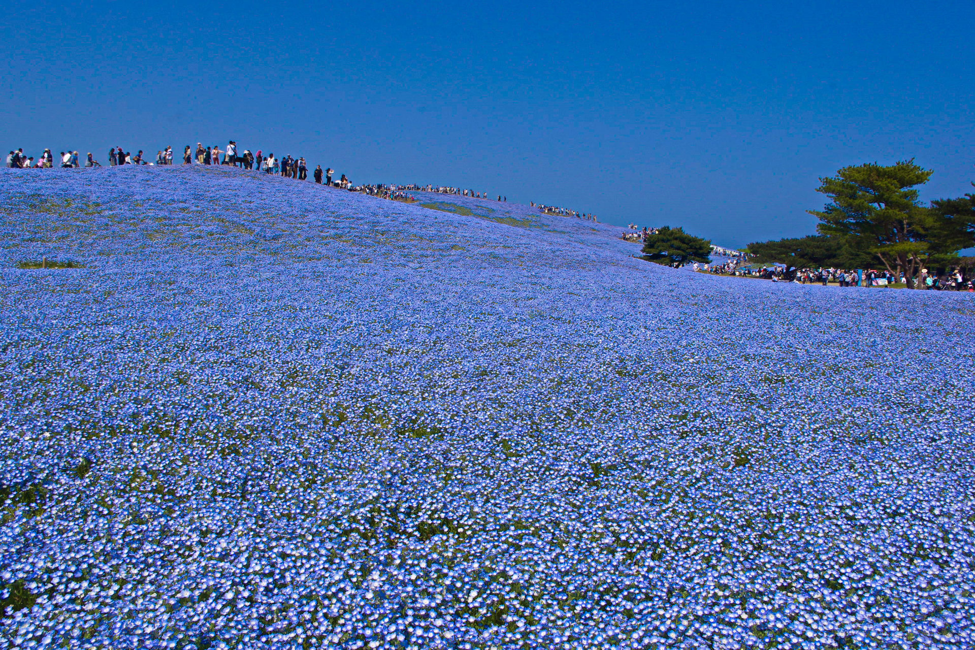 日本の風景 ネモフィラブルー 壁紙19x1280 壁紙館