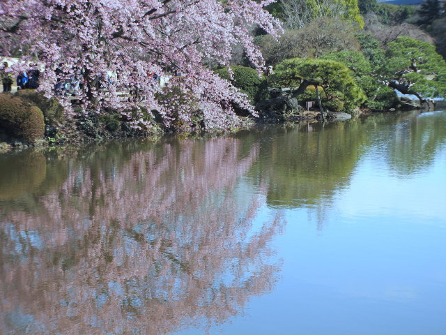 桜咲く中池の風景