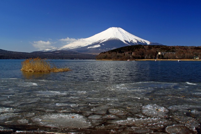 山中湖の春