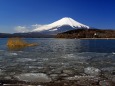 山中湖の春