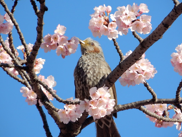 大寒桜とヒヨドリ