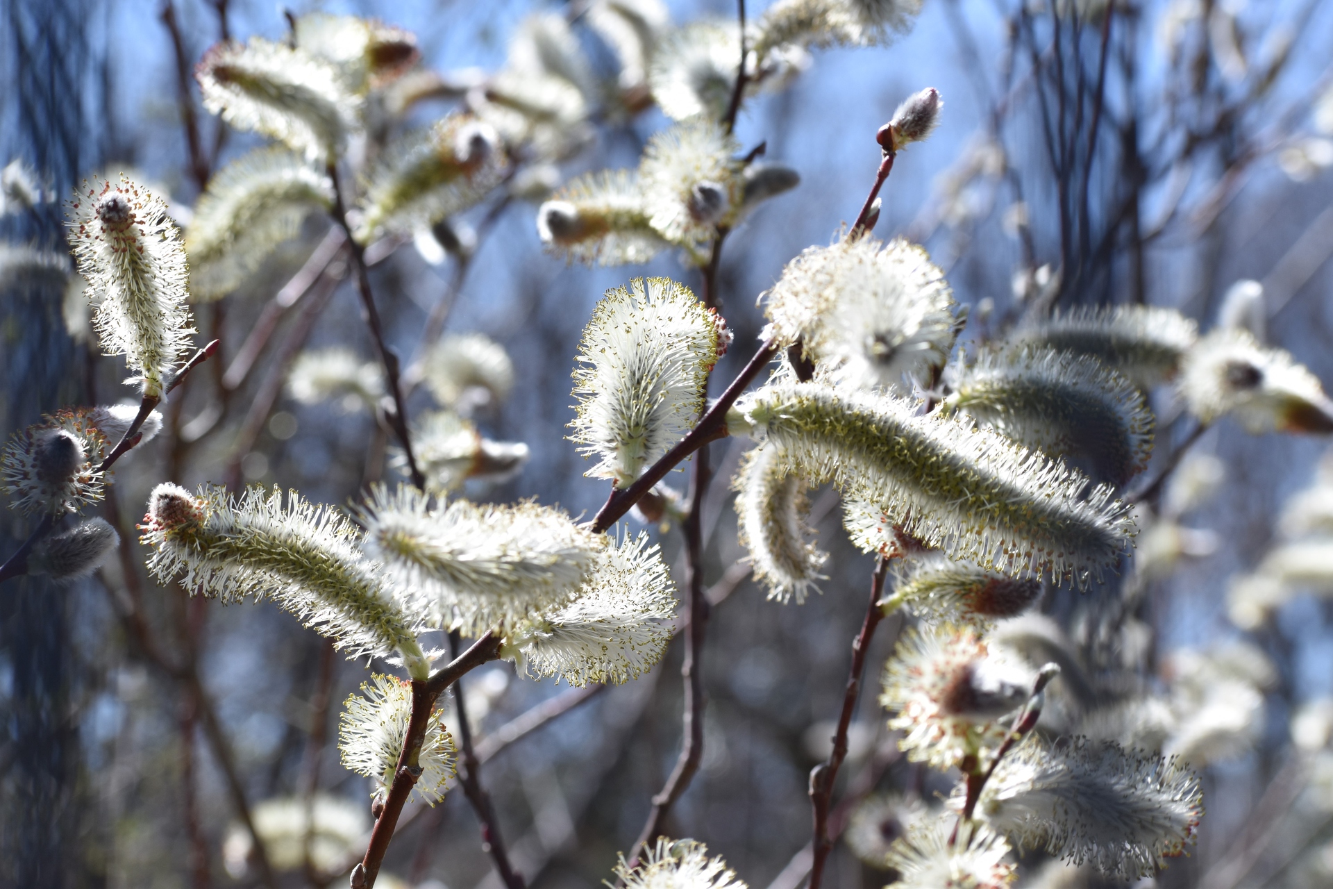 花 植物 ネコヤナギ 壁紙19x1280 壁紙館