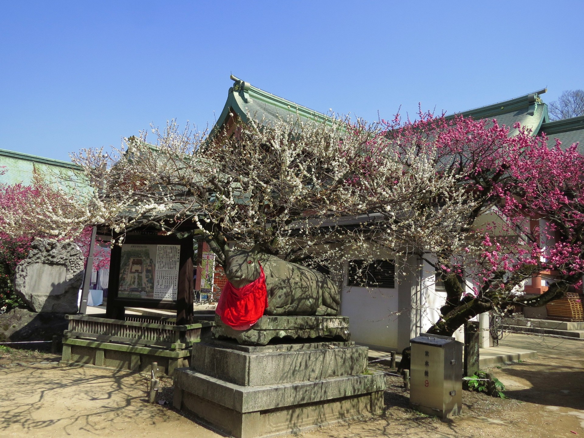 日本の風景 京都北野天満宮の梅と臥牛 壁紙19x1440 壁紙館