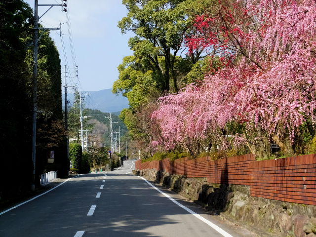 梅の花咲く通り道