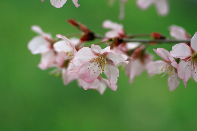 サクランボの花