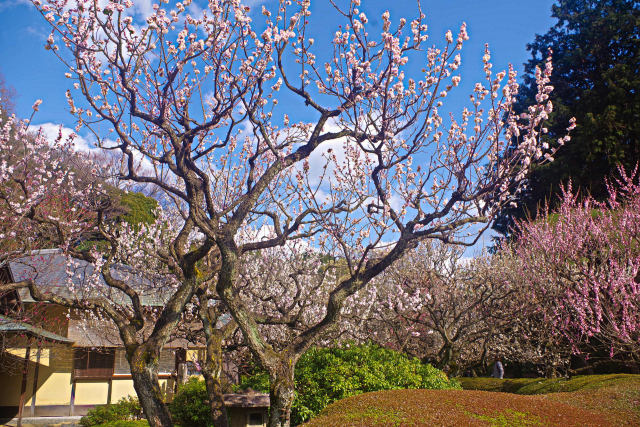 新宿御苑の梅園