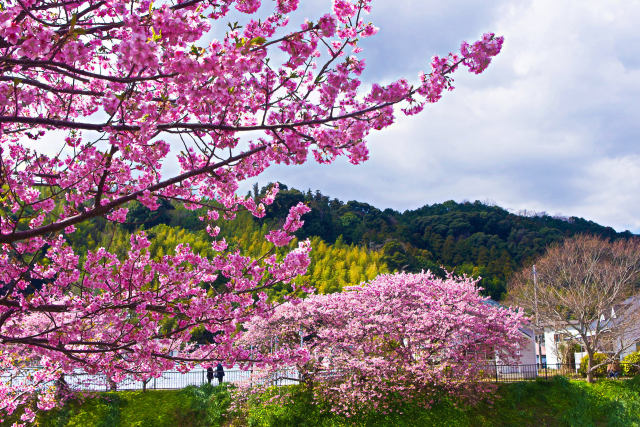 河津桜