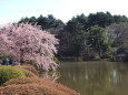 中池の修善寺寒