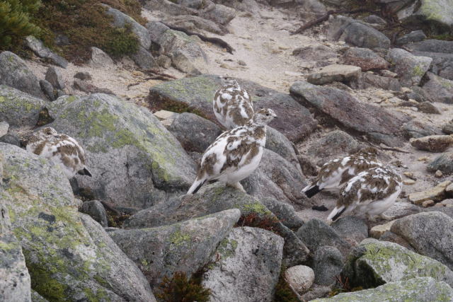 常念岳のチビ雷鳥達2