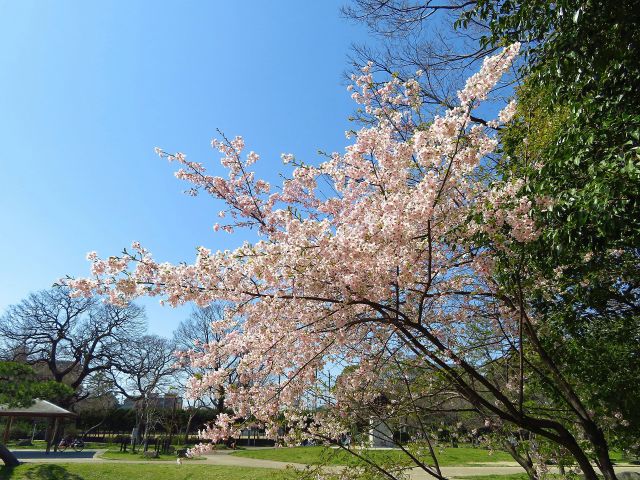 住吉公園の早咲き住吉桜