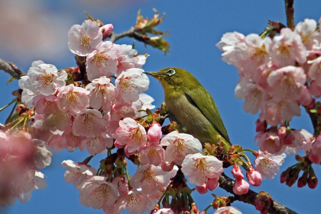 アタミハヤザキ(桜)