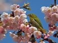 アタミハヤザキ(桜)