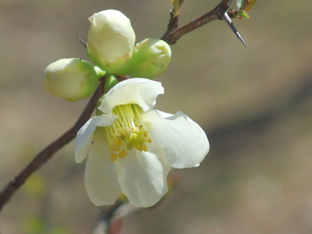 木瓜の花