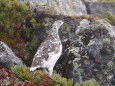 常念岳の雌雷鳥4