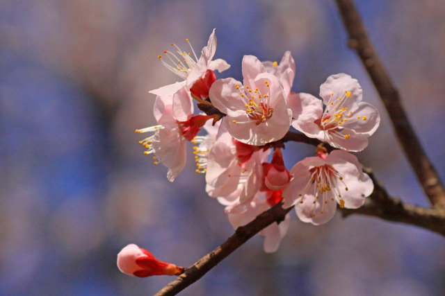 アンズの花