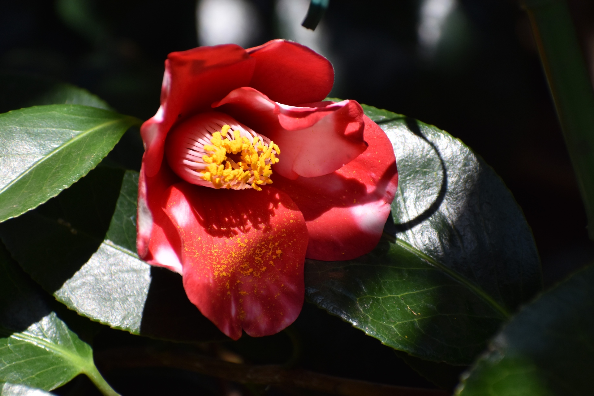 花 植物 斑入りの赤い椿 壁紙19x1280 壁紙館