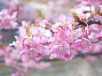 河津桜