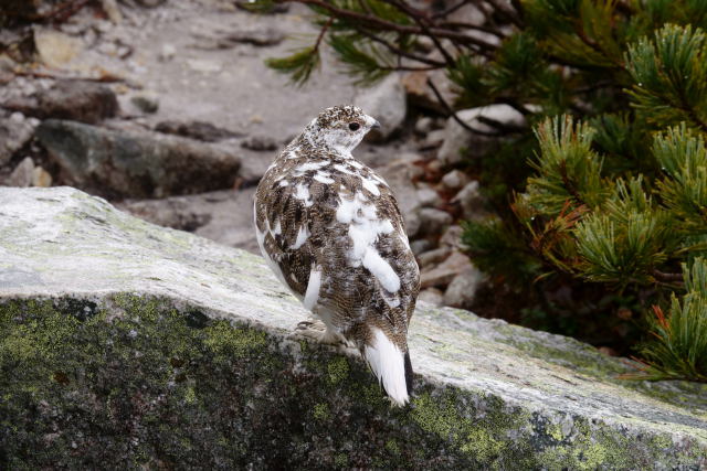 常念岳のチビ雷鳥5